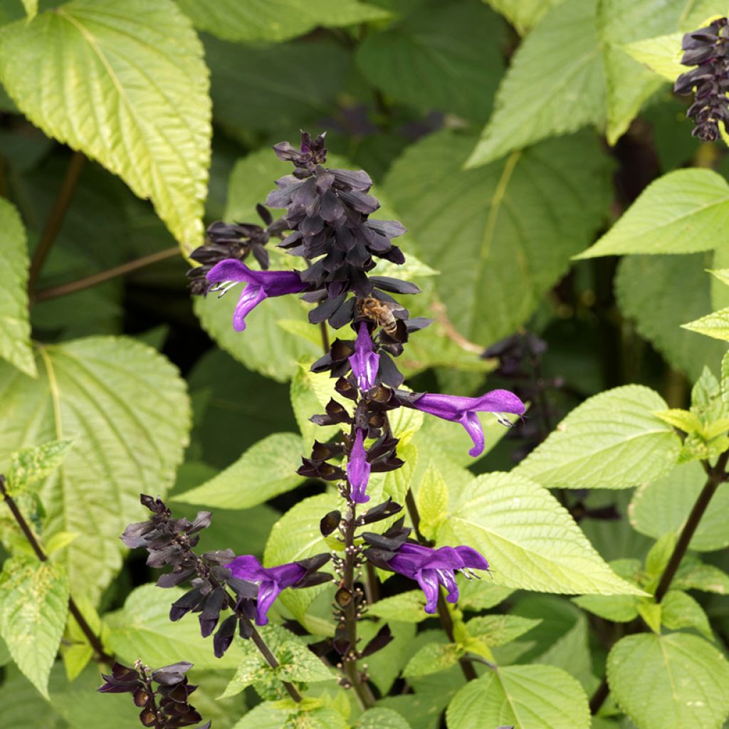 Keijunsalvia Amistad