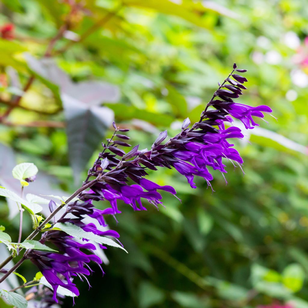 Keijunsalvia Amistad