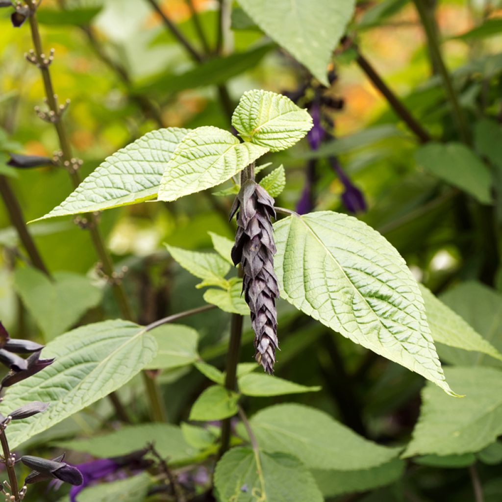 Keijunsalvia Amistad