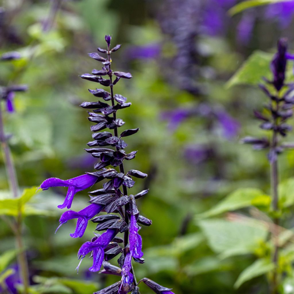 Keijunsalvia Amistad