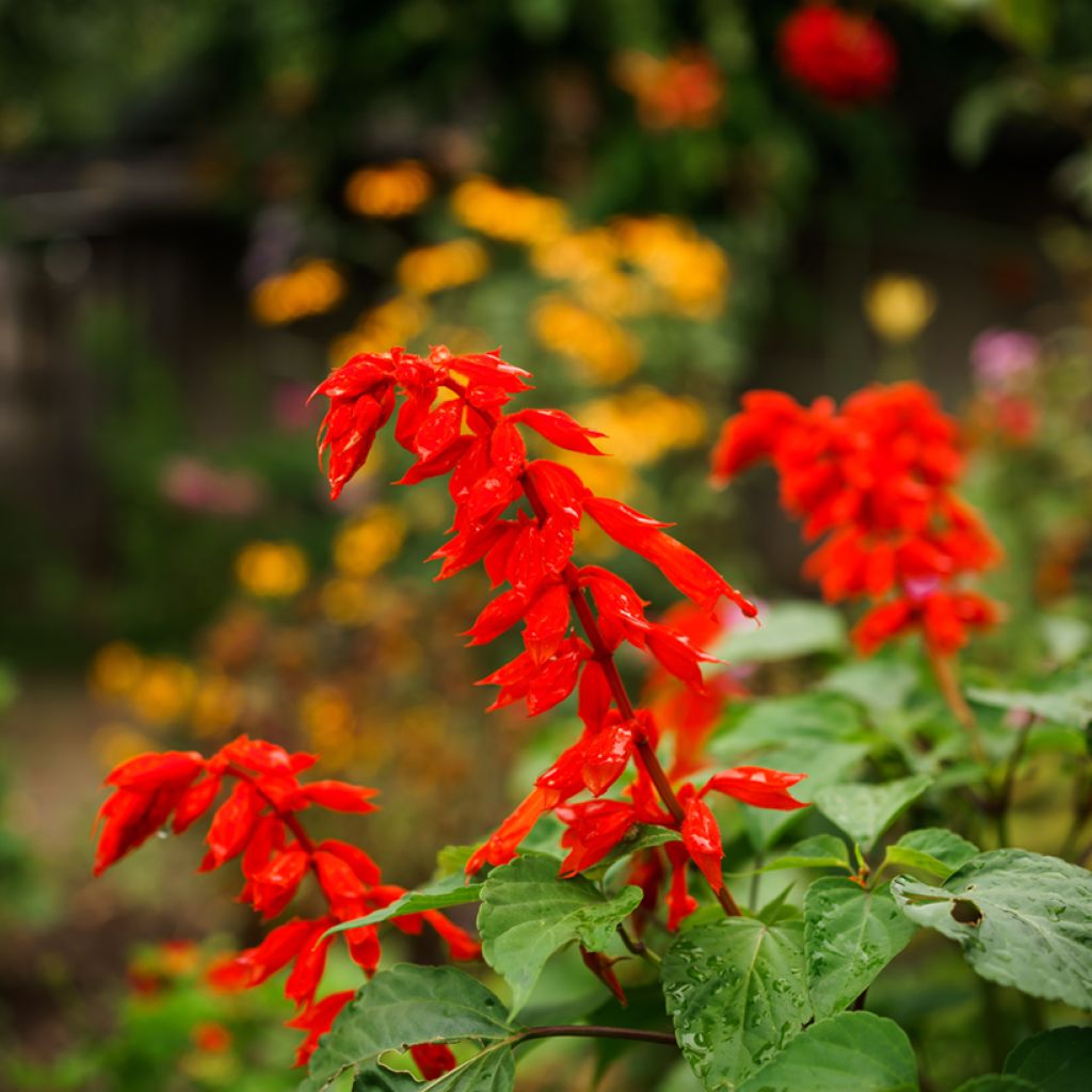 Keijunsalvia Ember's Wish