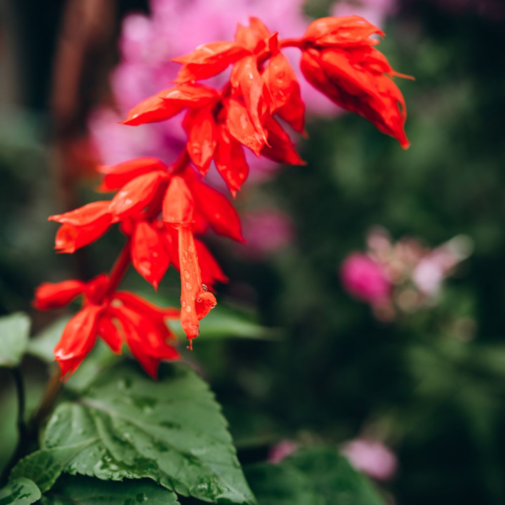 Keijunsalvia Ember's Wish