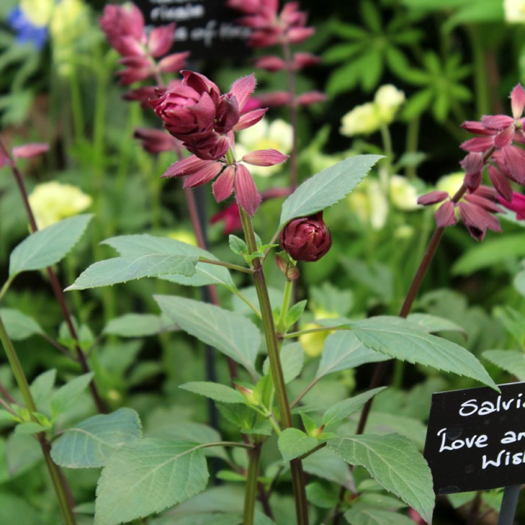 Keijunsalvia Love and Wishes
