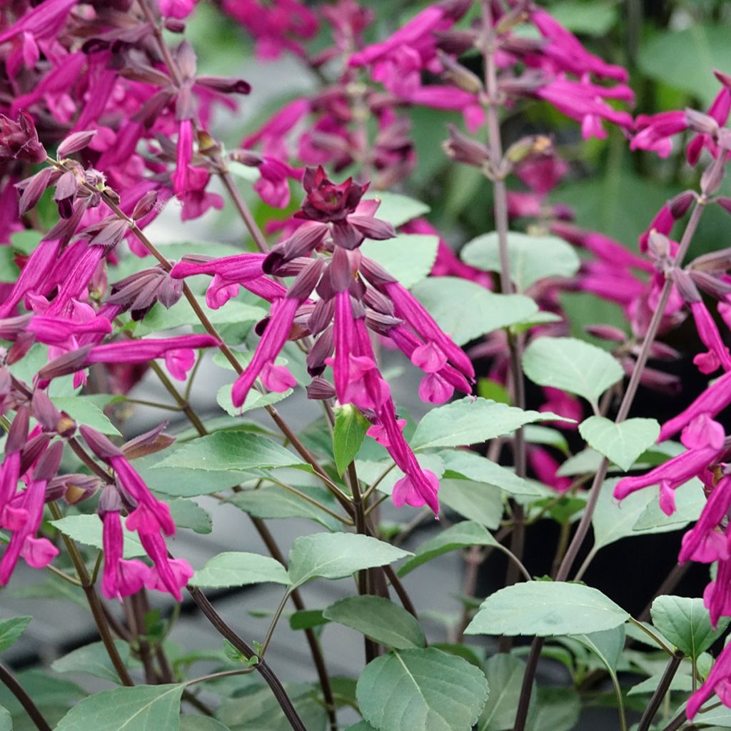 Keijunsalvia Love and Wishes