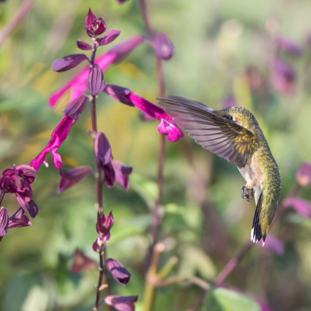 Keijunsalvia Love and Wishes