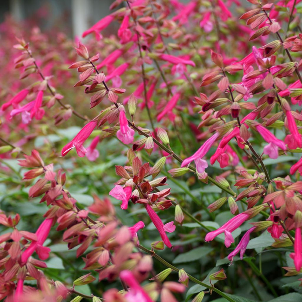 Keijunsalvia Wendy's Wish