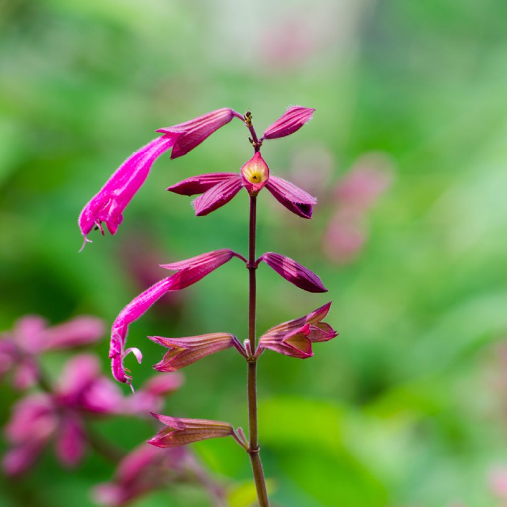 Keijunsalvia Wendy's Wish