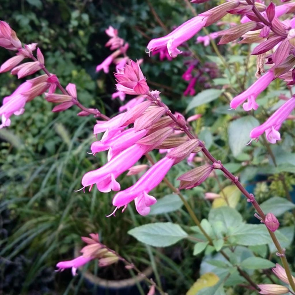 Keijunsalvia Kisses and Wishes