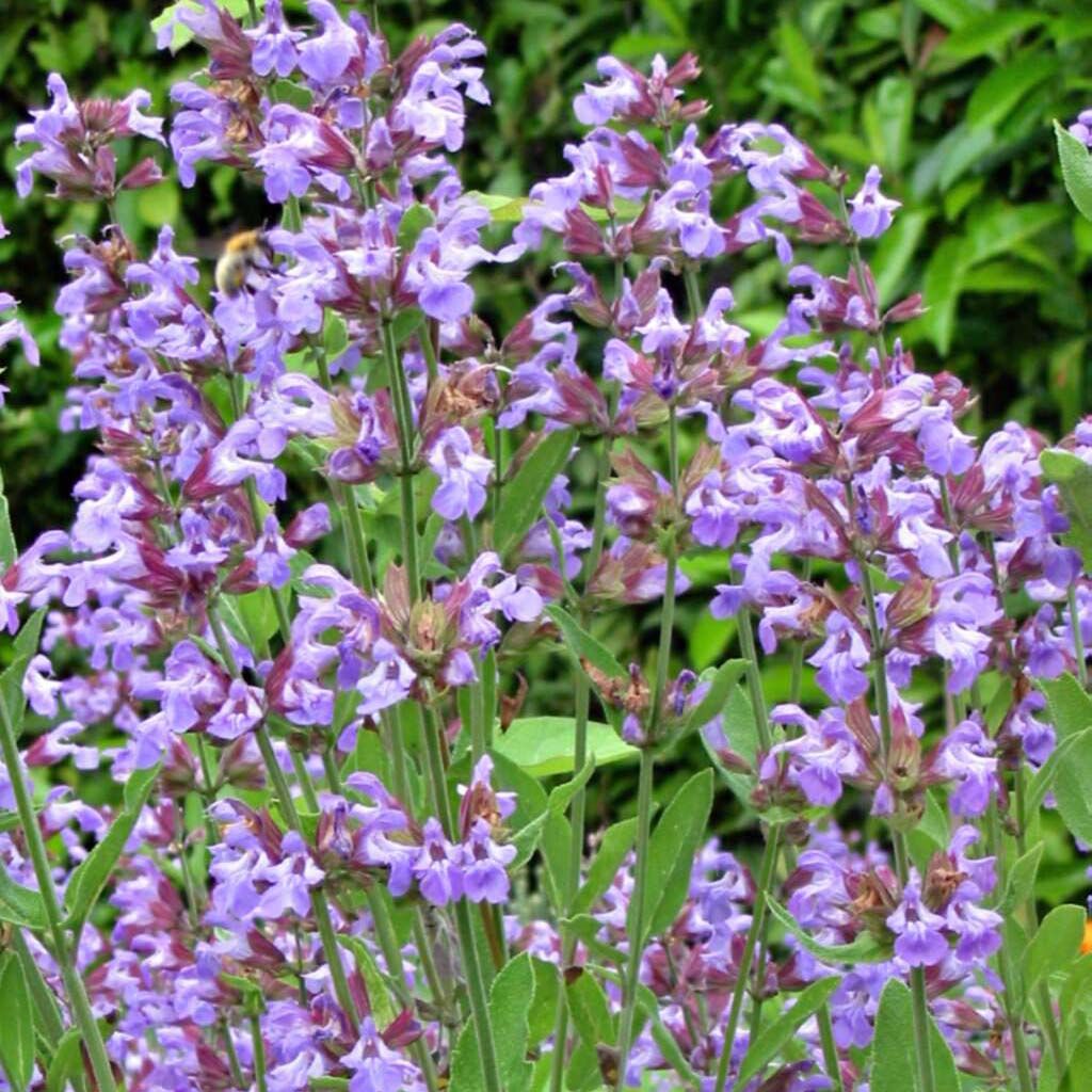 Ryytisalvia - Salvia officinalis