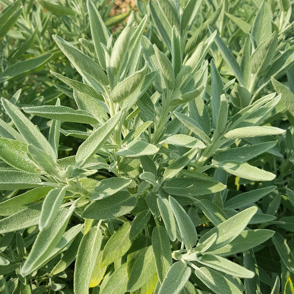 Ryytisalvia Albiflora
