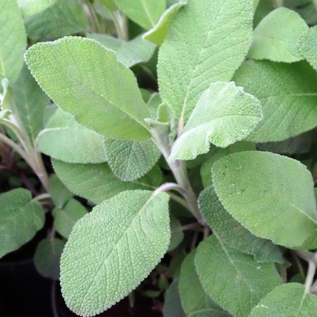 Ryytisalvia Berggarten