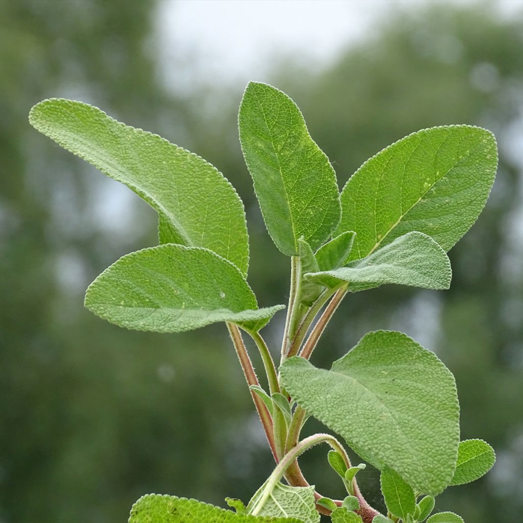 Ryytisalvia Berggarten