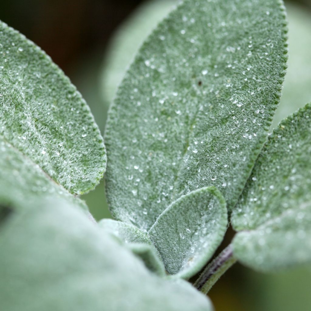 Ryytisalvia Berggarten
