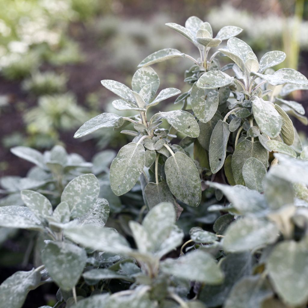 Ryytisalvia Berggarten