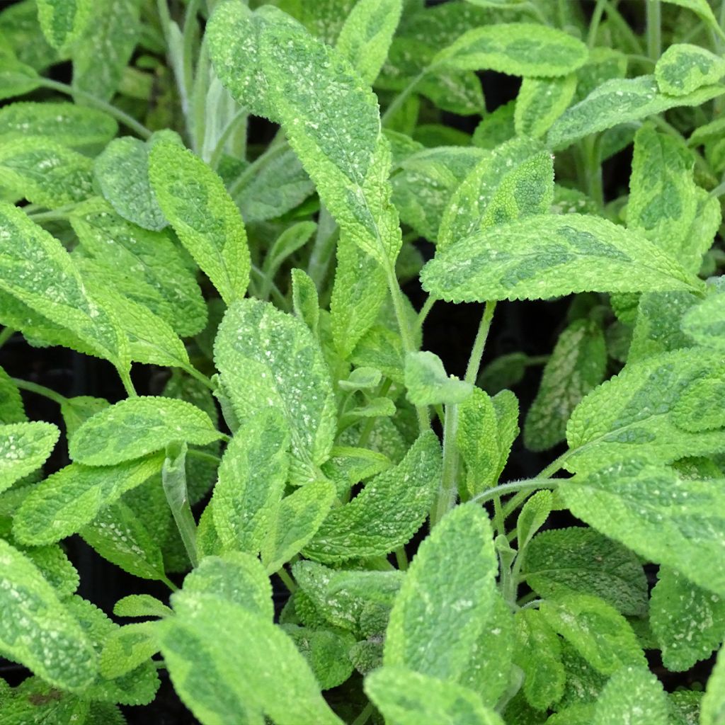Ryytisalvia Aurea