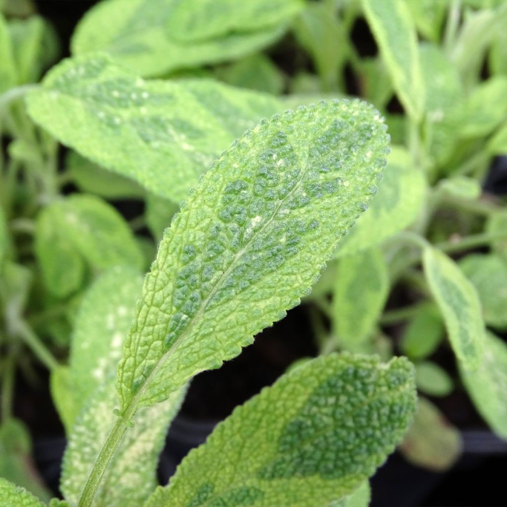 Ryytisalvia Aurea
