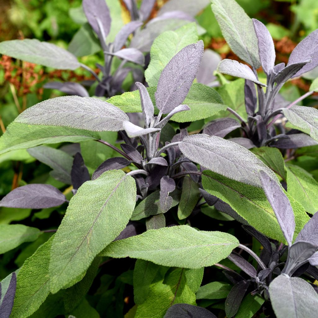 Ryytisalvia Purpurascens
