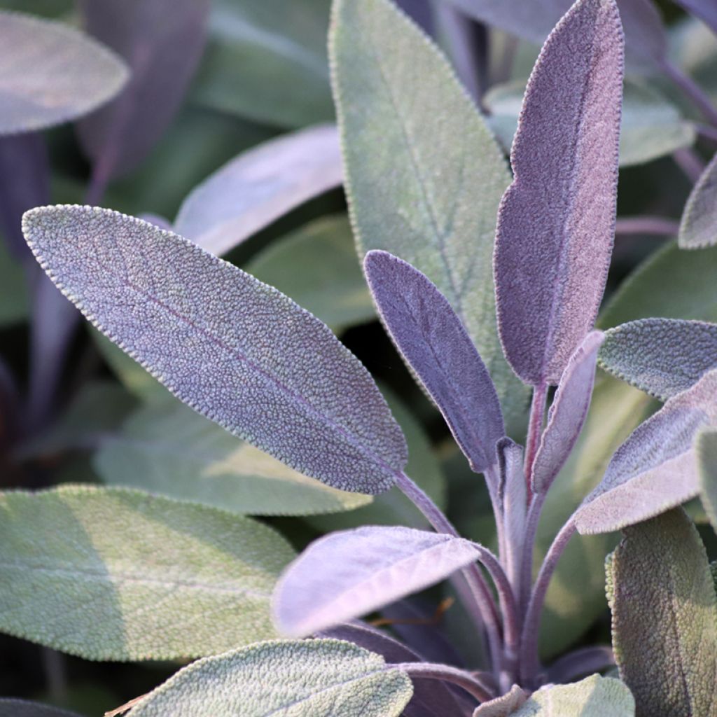 Ryytisalvia Purpurascens