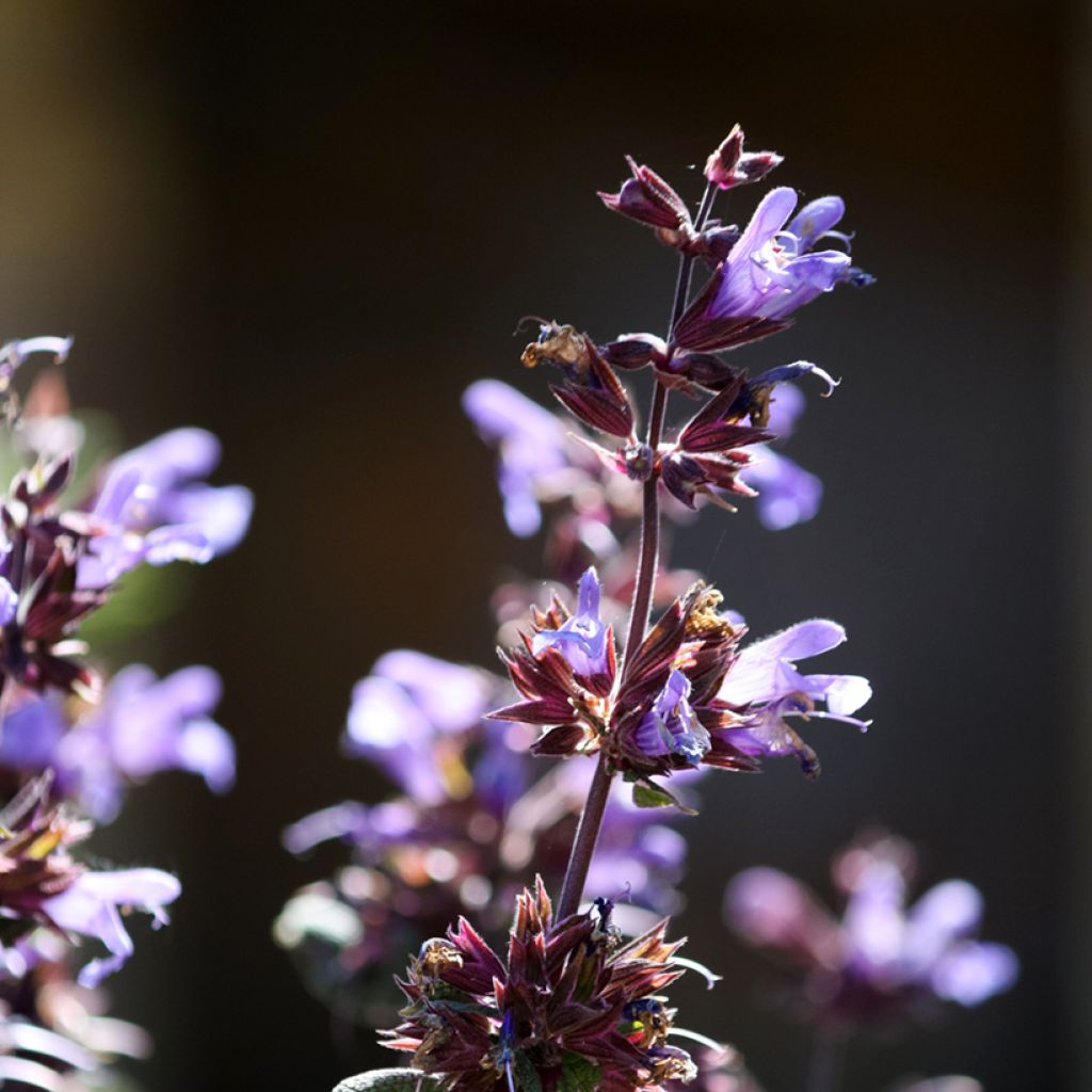 Ryytisalvia Purpurascens
