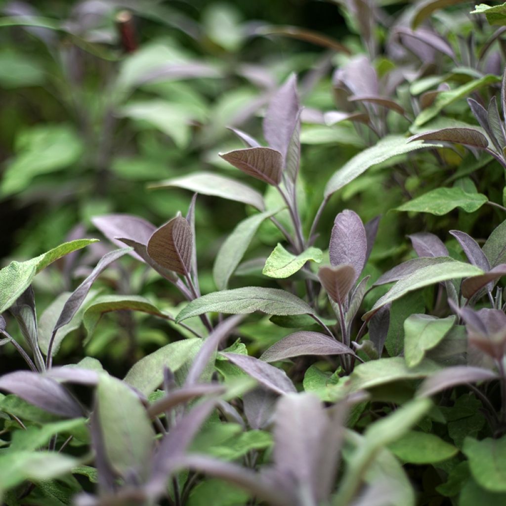 Ryytisalvia Purpurascens