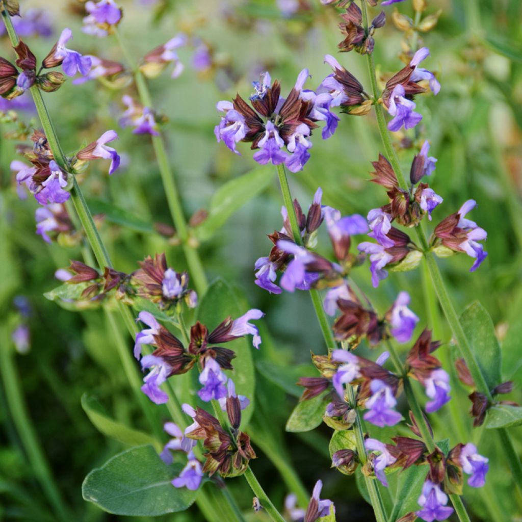 Ryytisalvia - Salvia officinalis