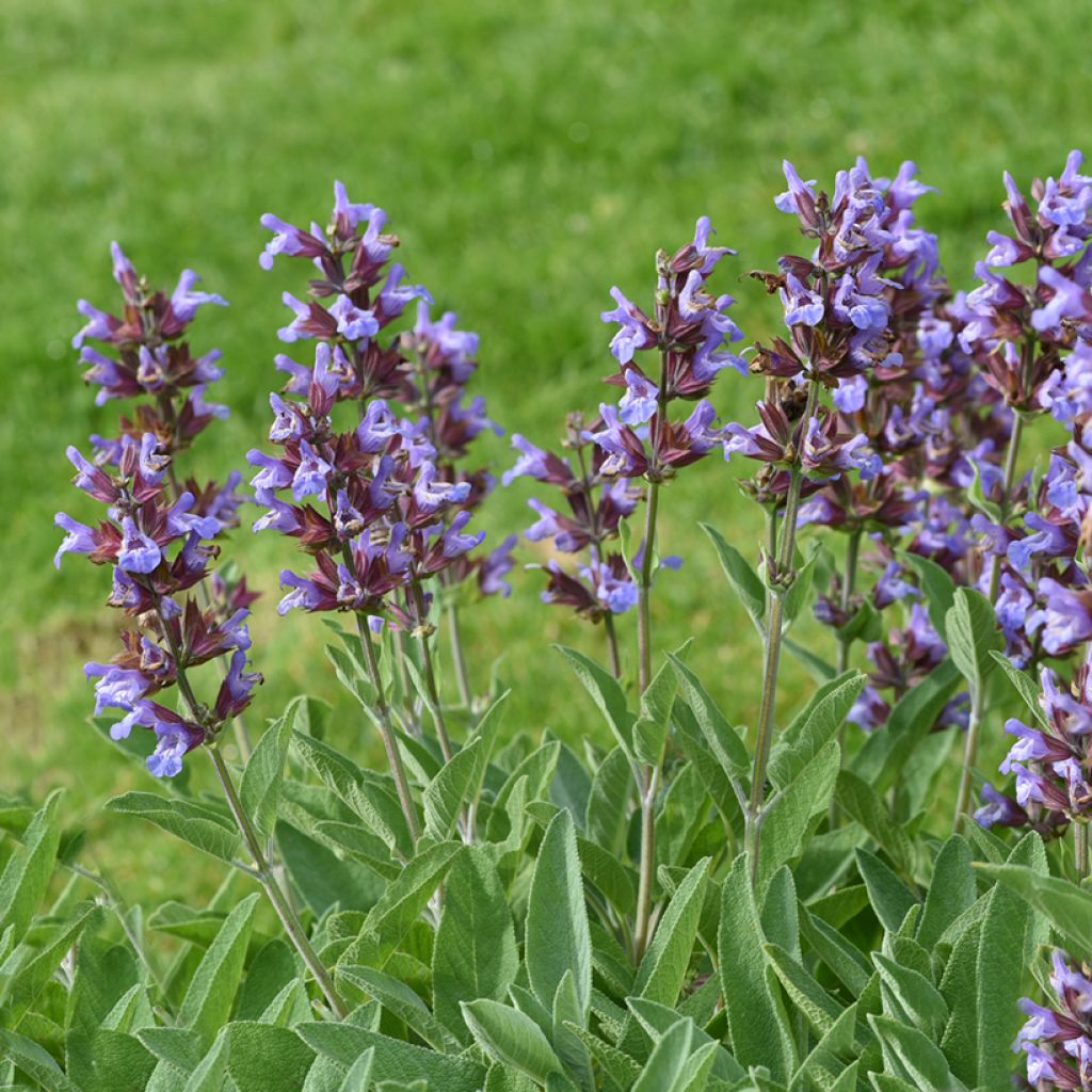 Ryytisalvia - Salvia officinalis