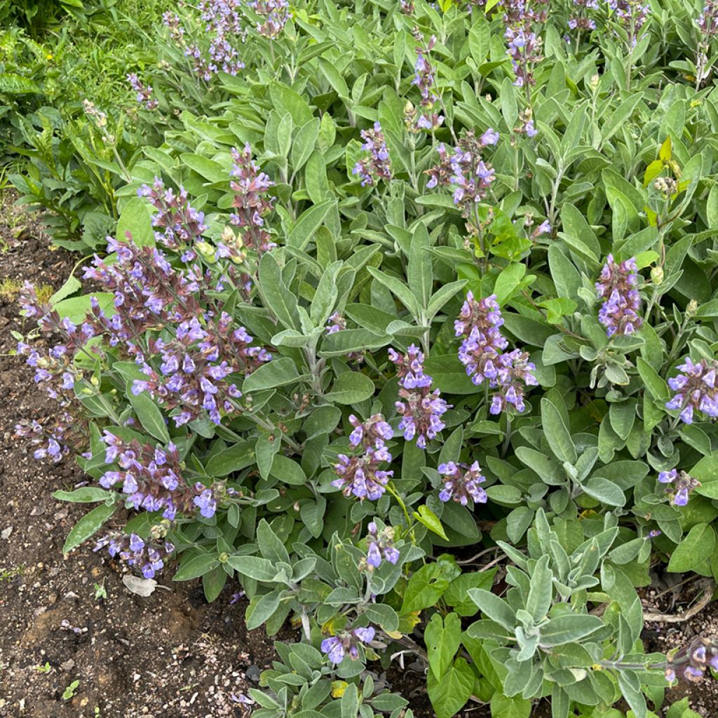 Ryytisalvia - Salvia officinalis