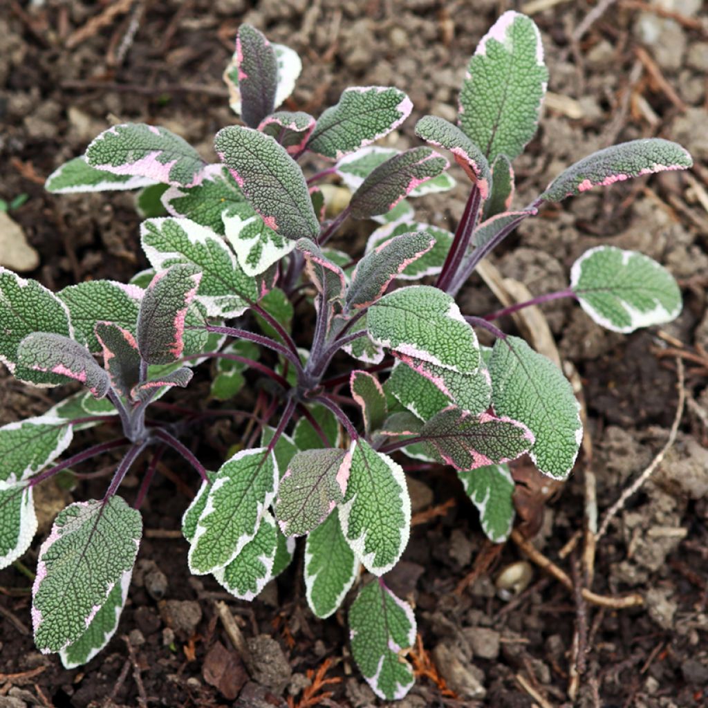 Ryytisalvia Tricolor
