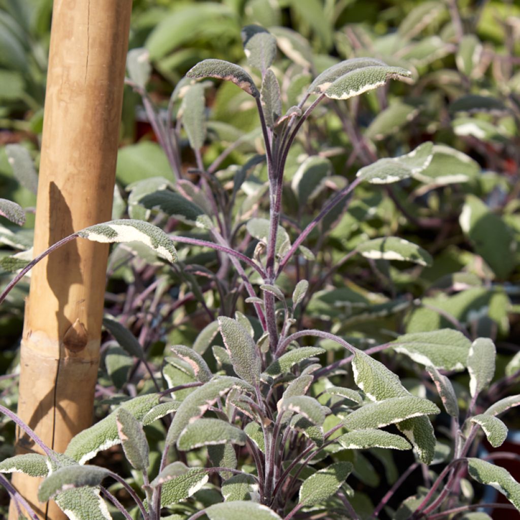 Ryytisalvia Tricolor