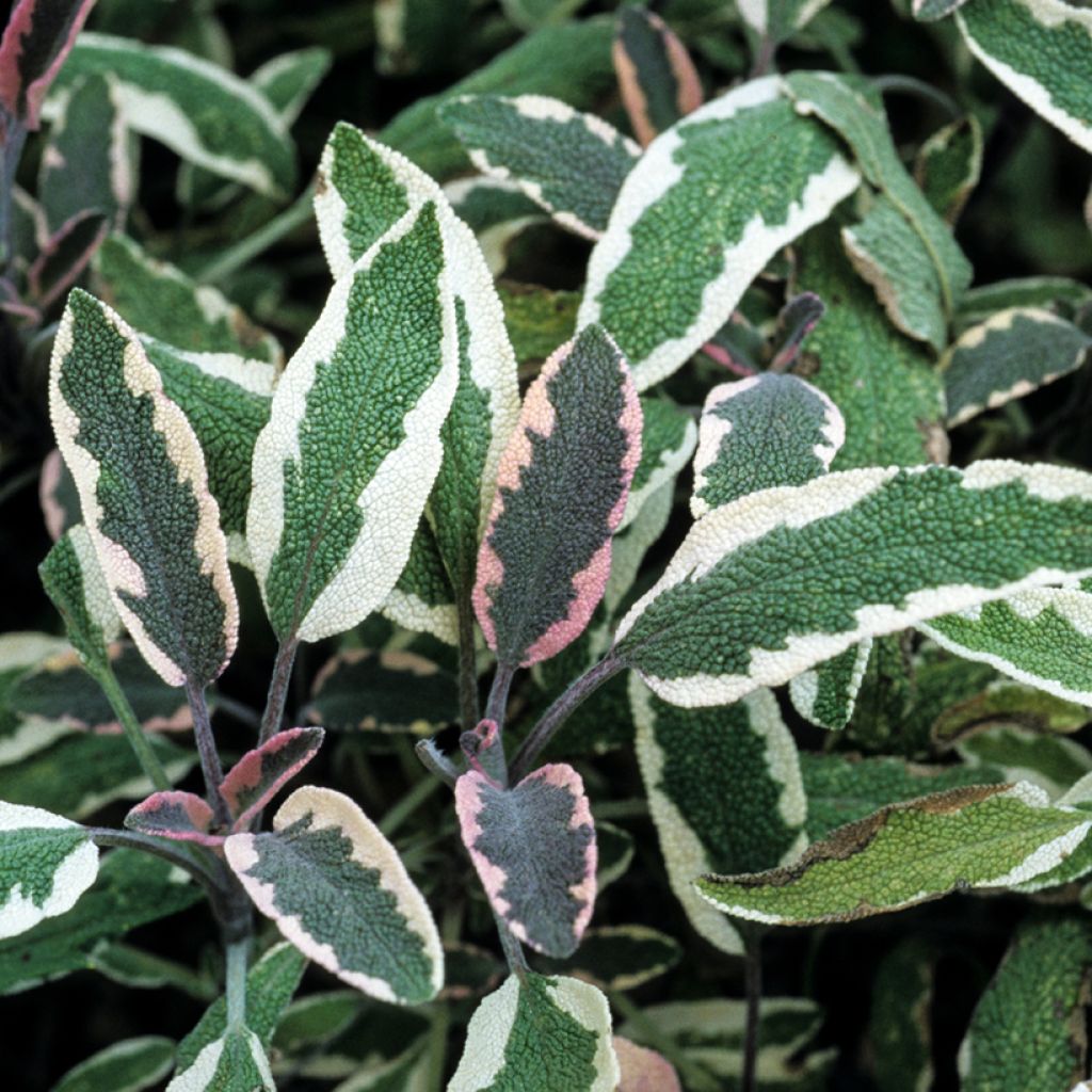 Ryytisalvia Tricolor