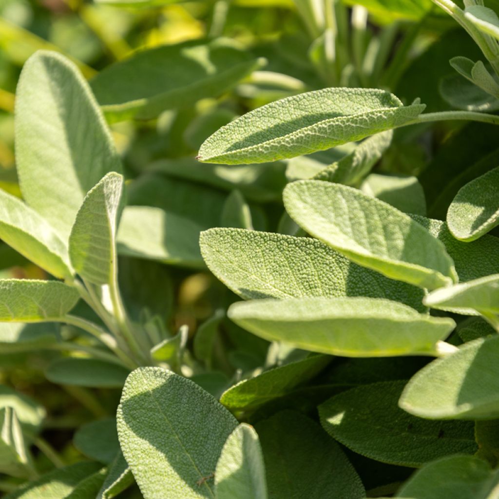 Ryytisalvia Vilmorin - Salvia officinalis