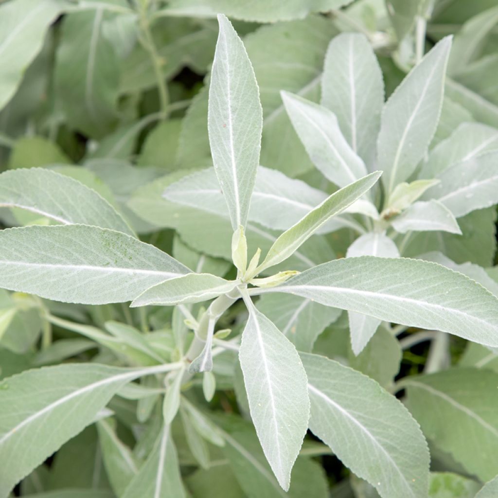 Valkosalvia - Salvia apiana