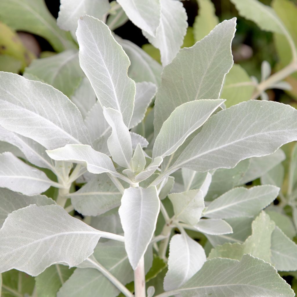 Valkosalvia - Salvia apiana