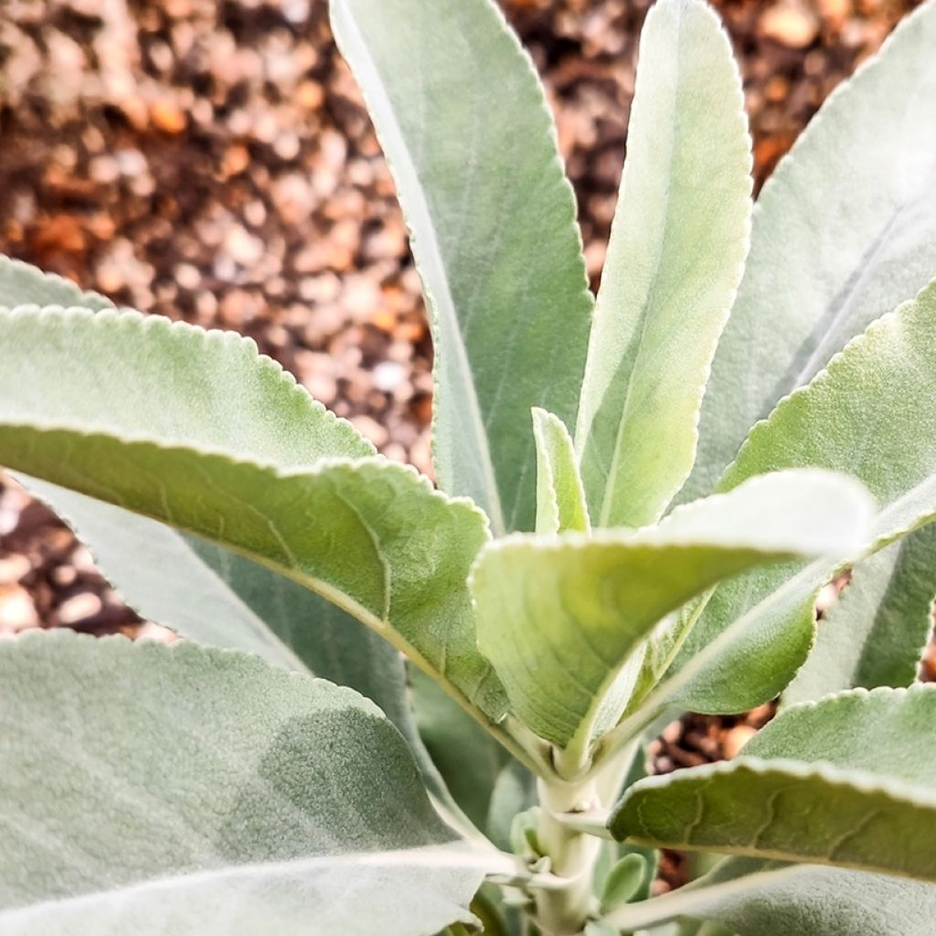 Valkosalvia - Salvia apiana