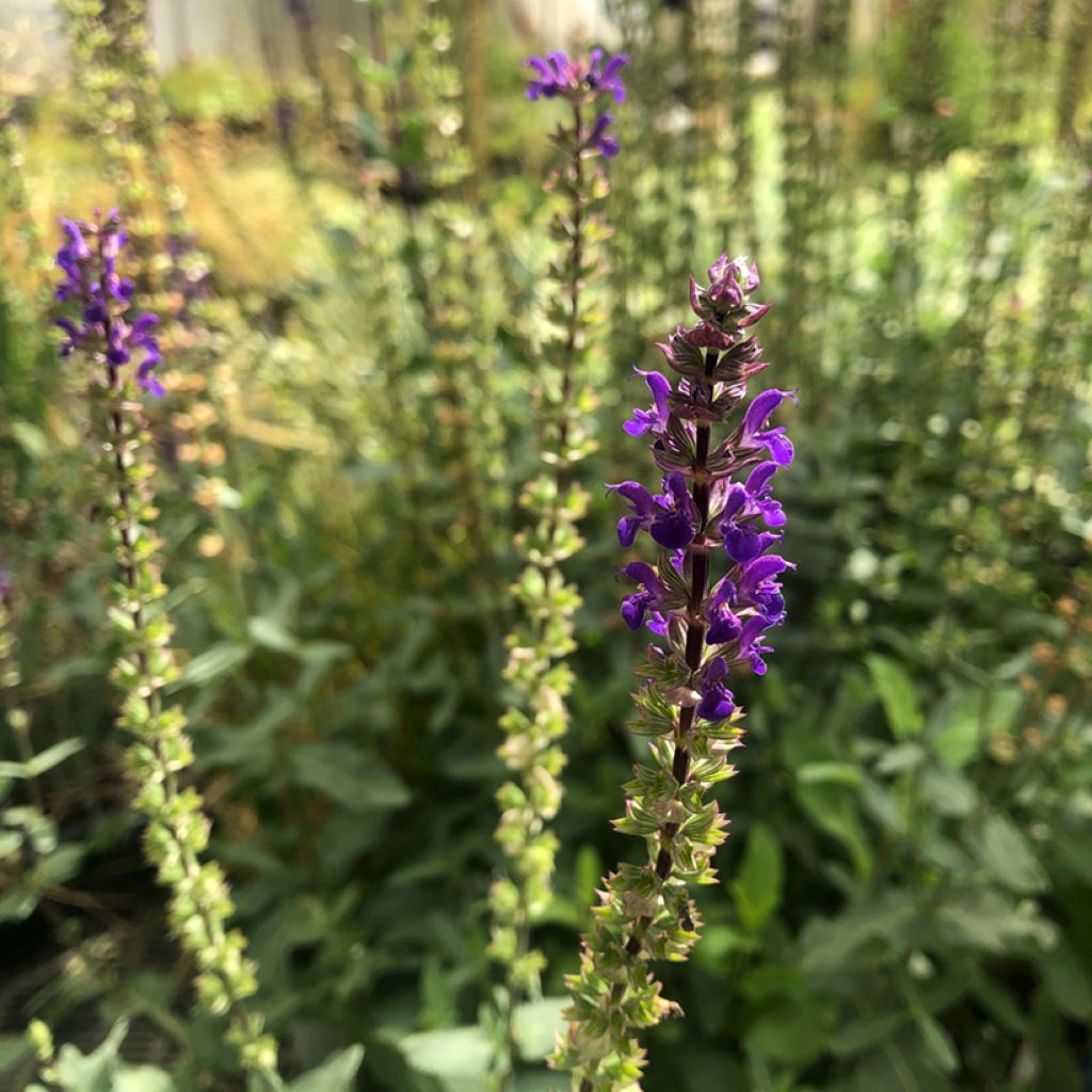 Lehtosalvia Caradonna