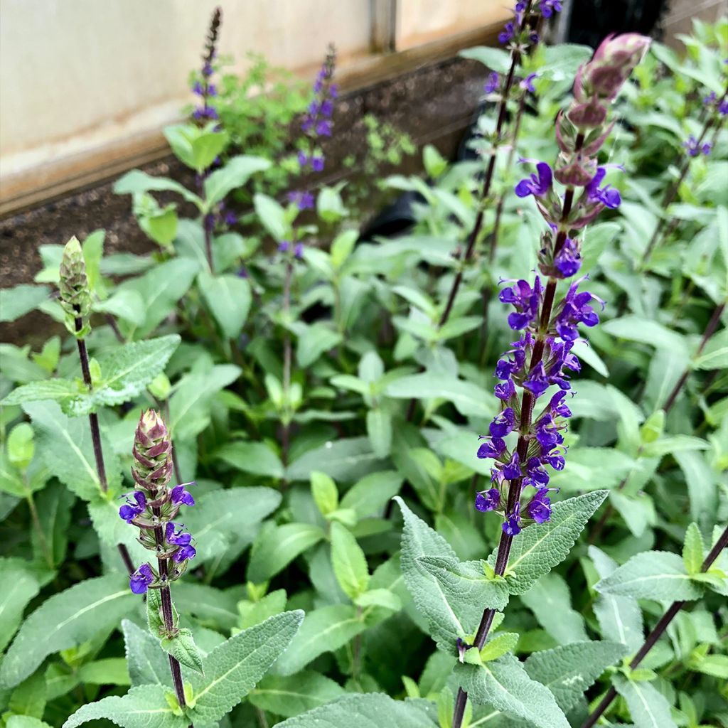 Lehtosalvia Caradonna