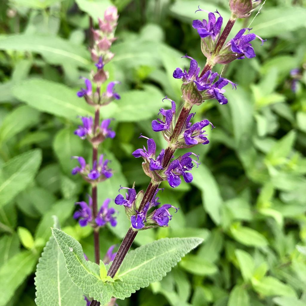 Lehtosalvia Caradonna