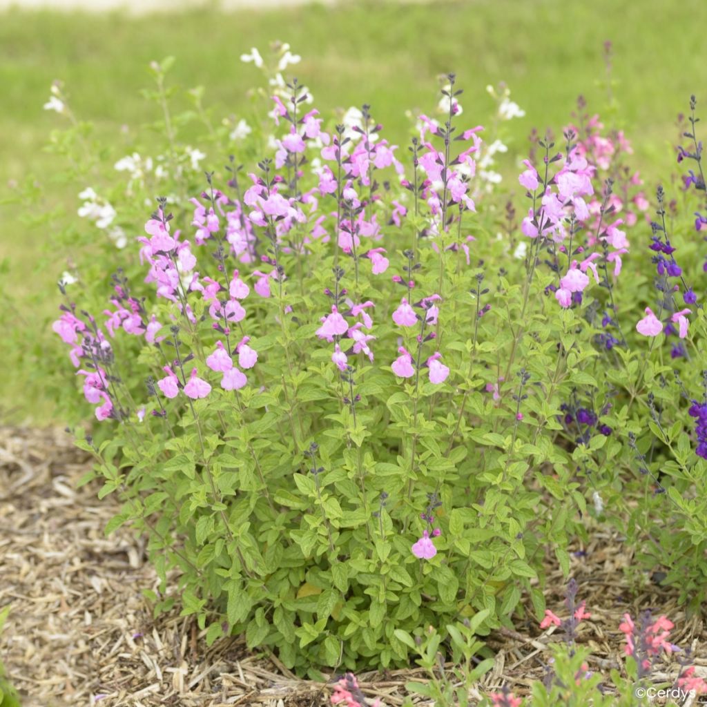 Salvia × jamensis ‘Mighty Pink’ Malabar