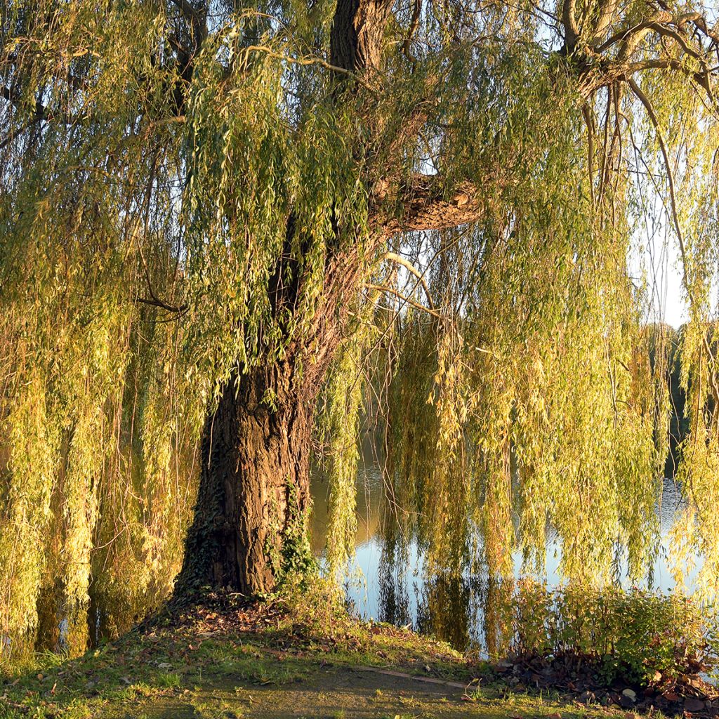 Valkosalava Tristis