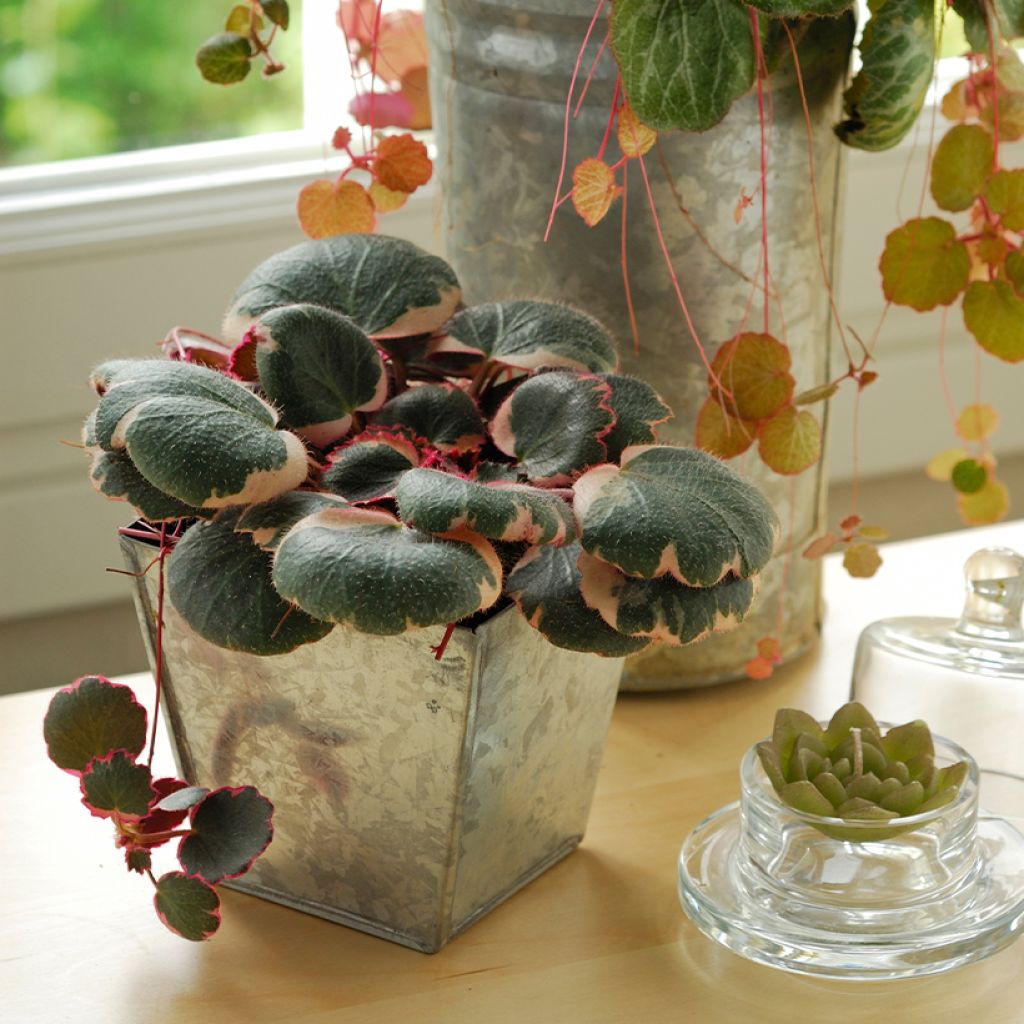 Aaroninparta Variegata