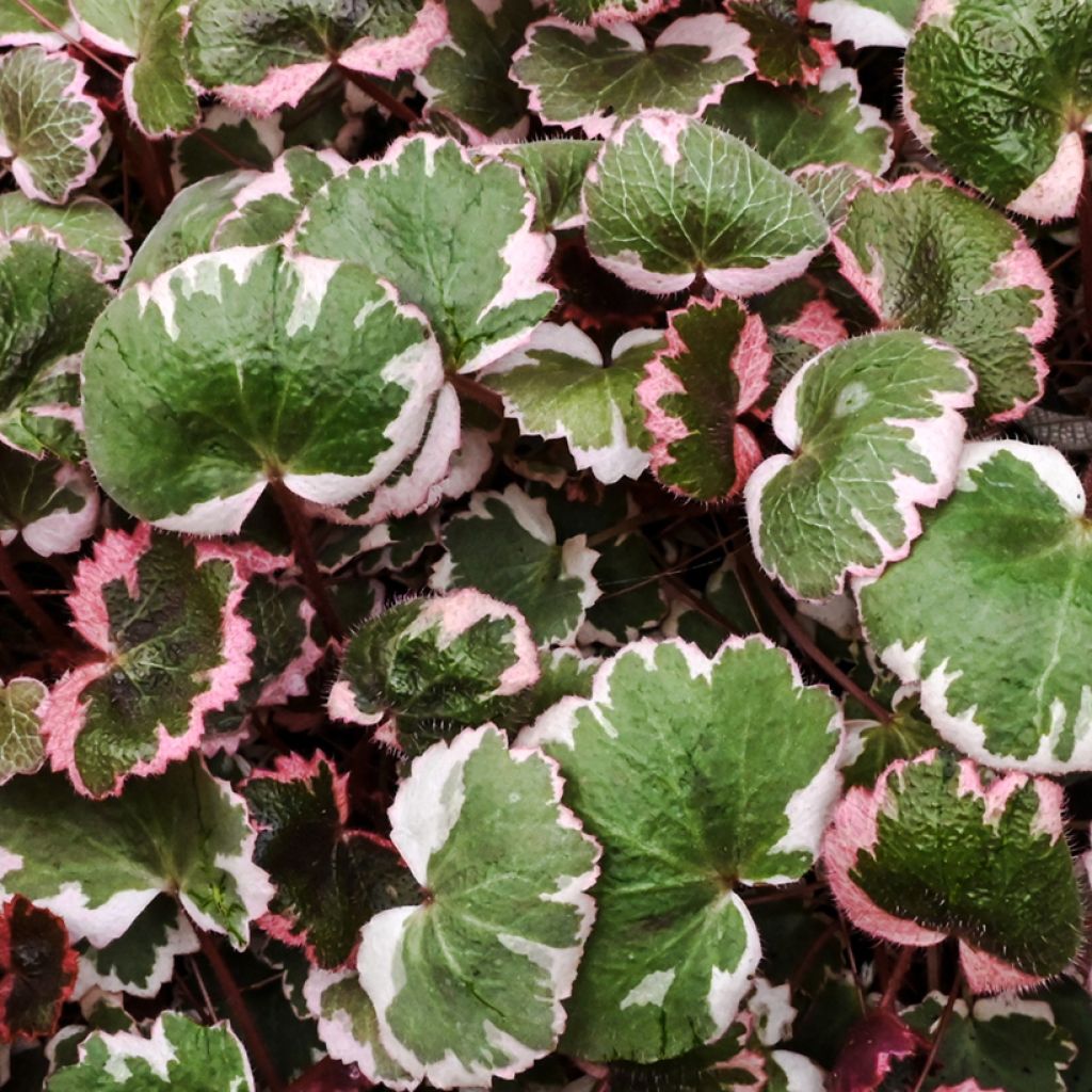 Aaroninparta Variegata