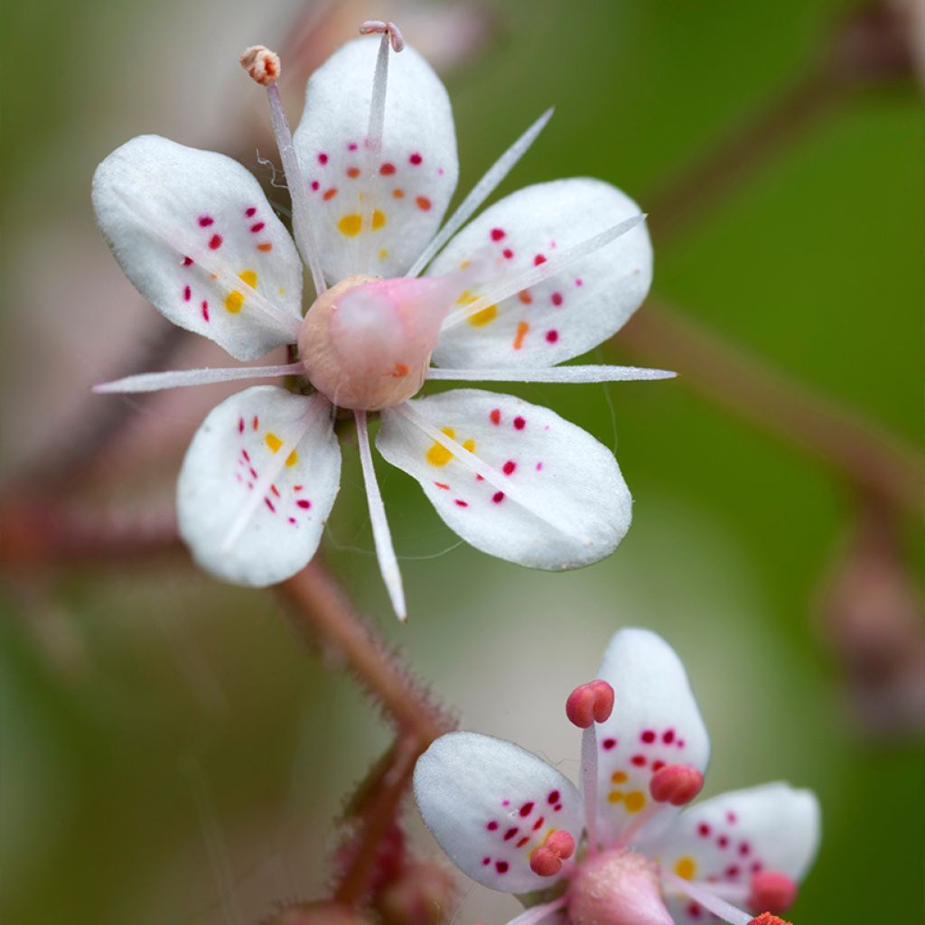 Posliinirikko - Saxifraga x urbium