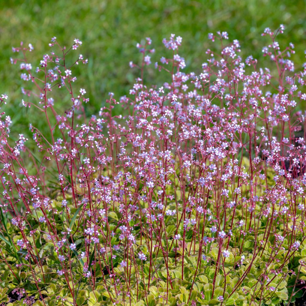 Posliinirikko - Saxifraga x urbium