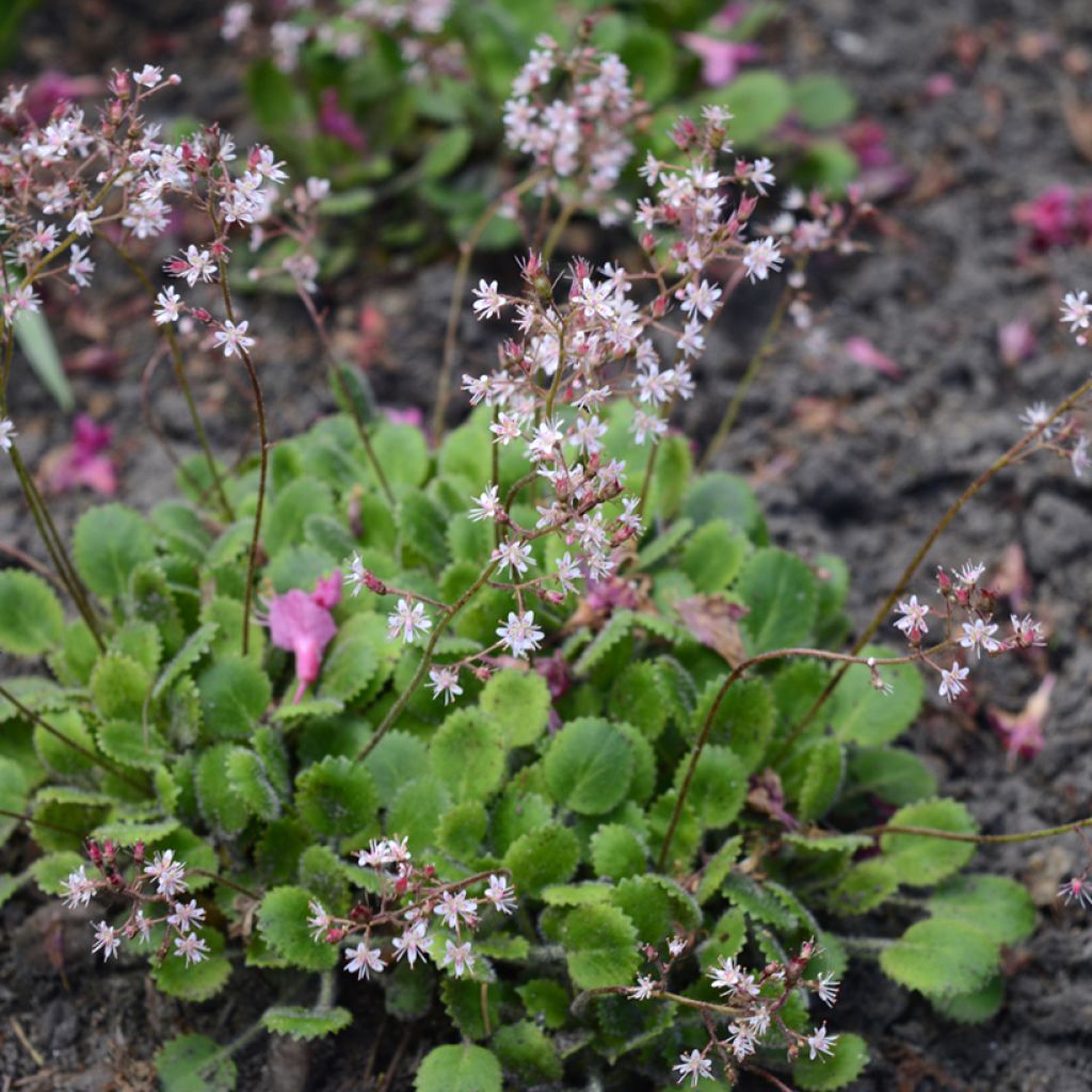 Posliinirikko - Saxifraga x urbium