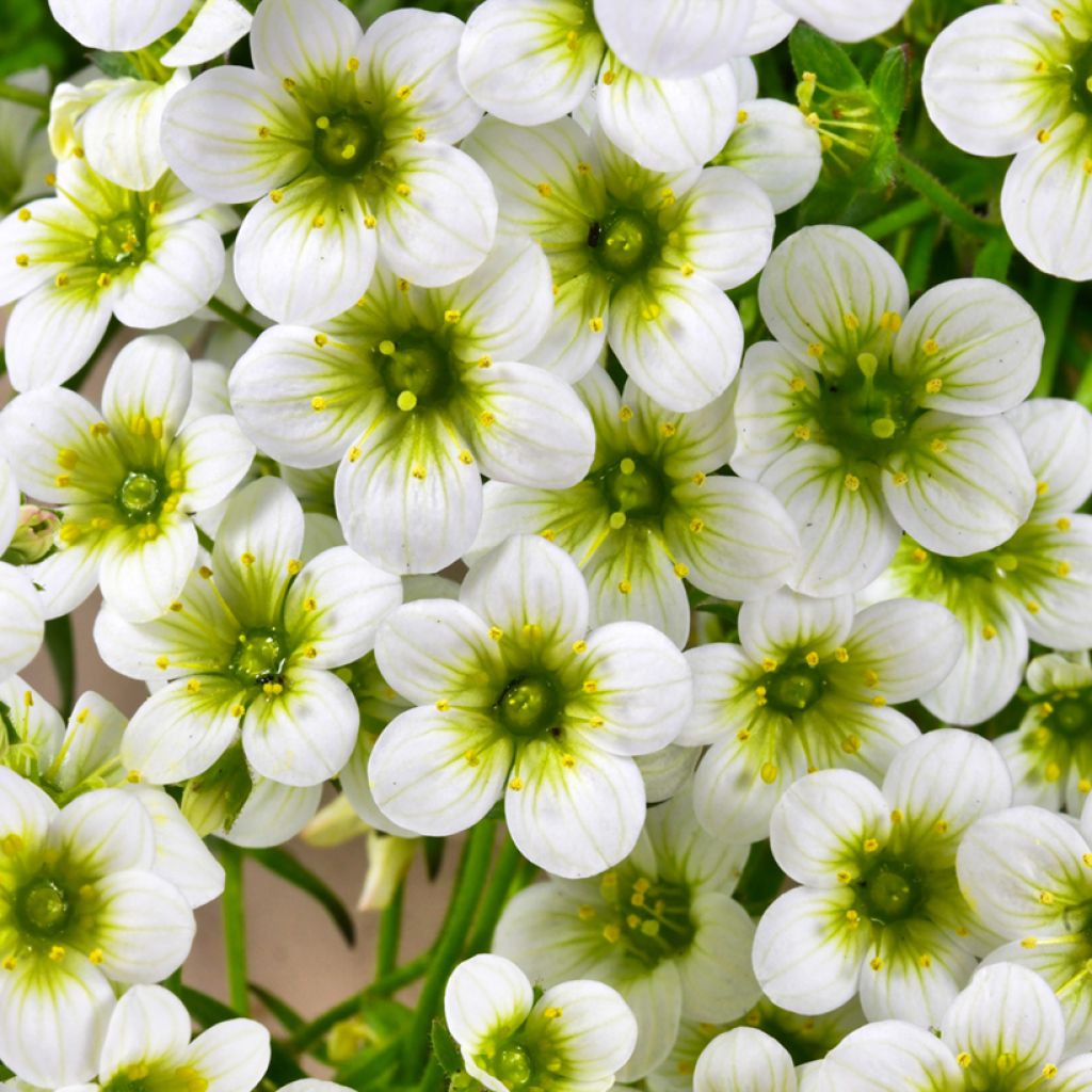 Patjarikko Pixie White