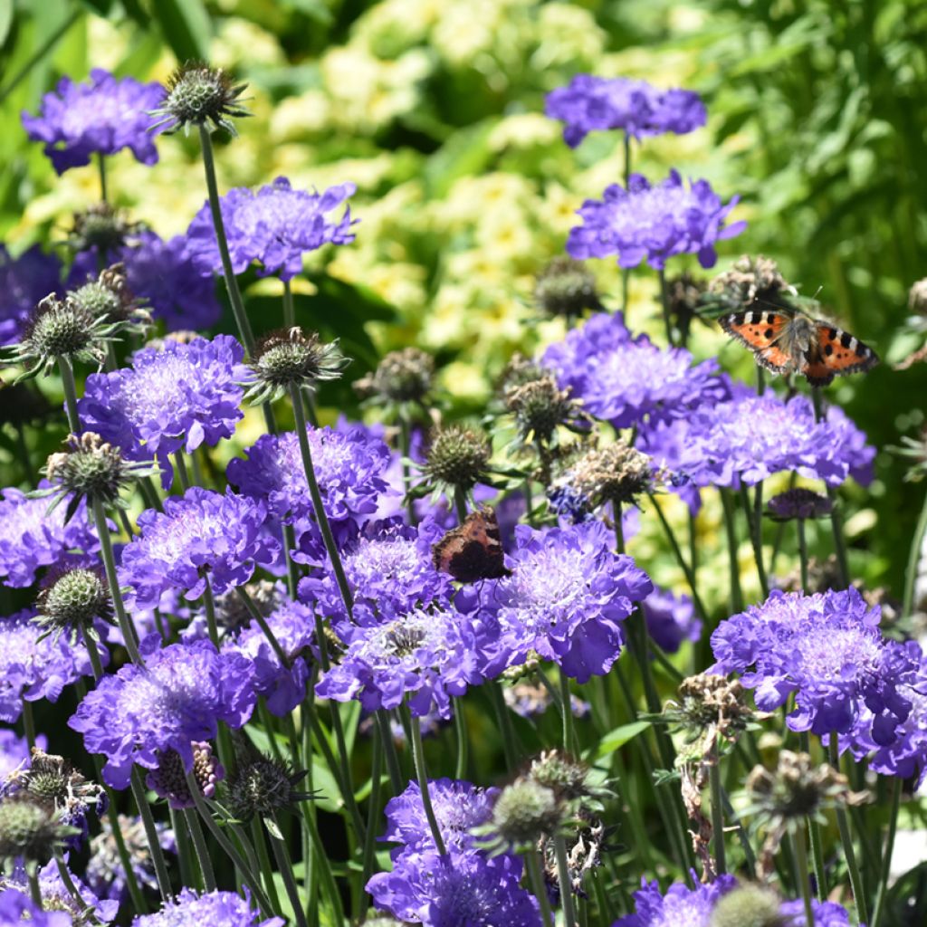 Kivikkotörmäkukka Butterfly Blue