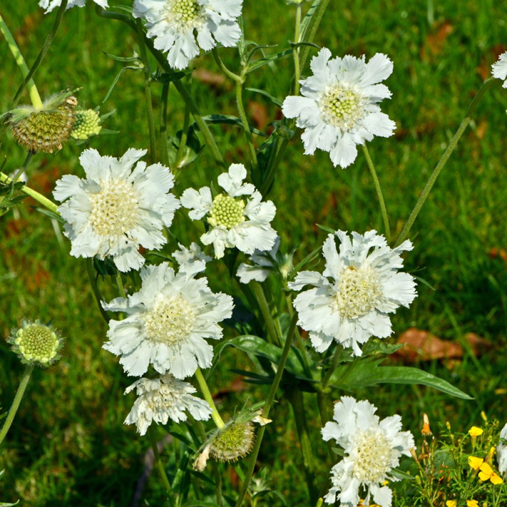 Kaukasiantörmäkukka Alba