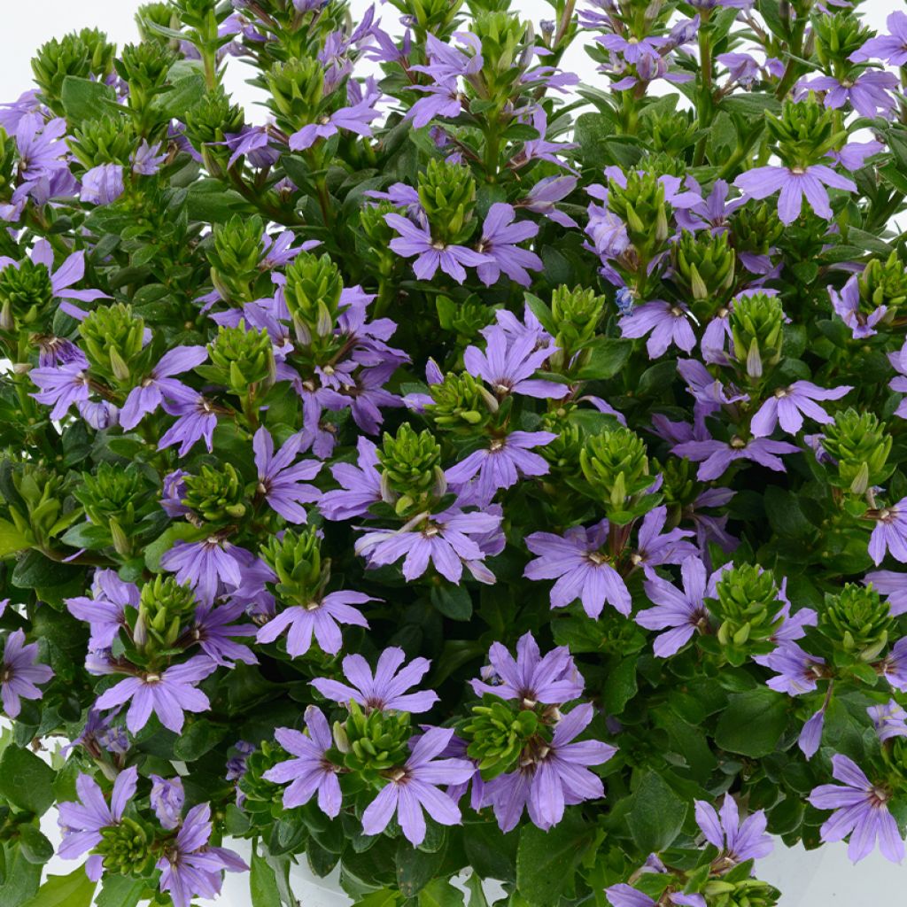 Siniviuhka Blue Touch