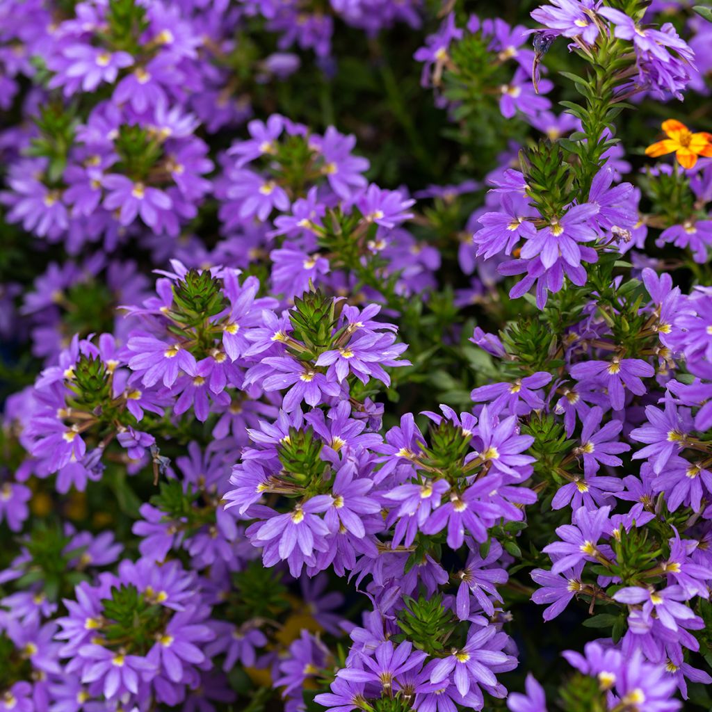 Siniviuhka Blue Touch
