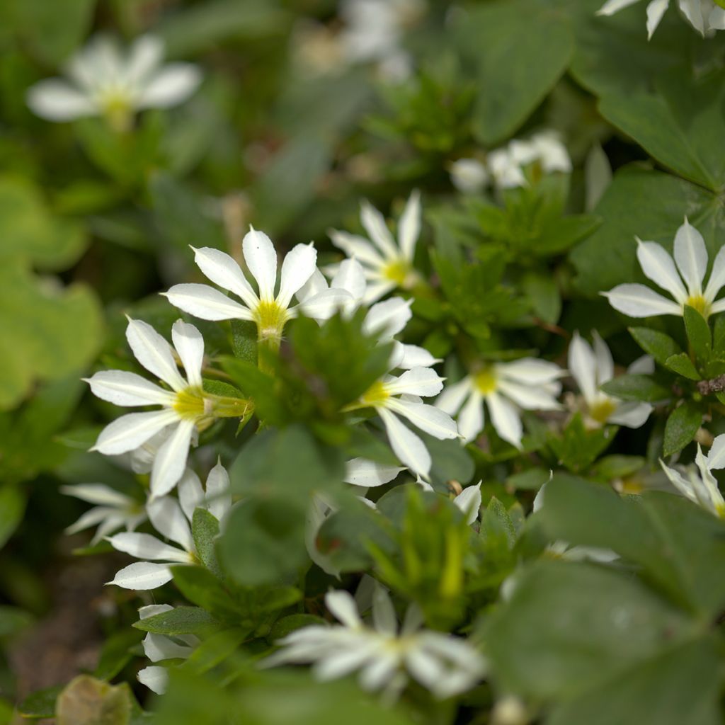 Siniviuhka Surdiva Blanc